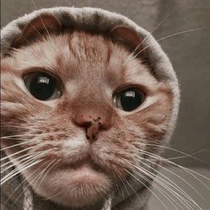 Meet your Posher, Sasha